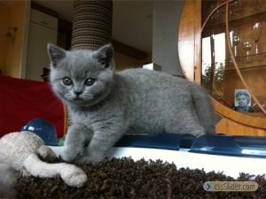 fientje_felis